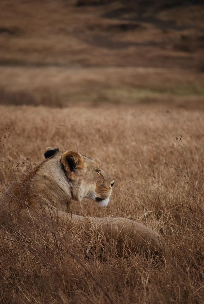 lion, safari, camouflage, nature, tanzania